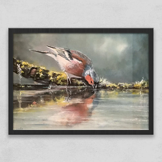 Chaffinch Drinking From the Stream