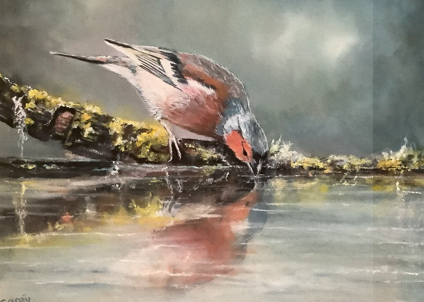 Chaffinch Drinking From the Stream