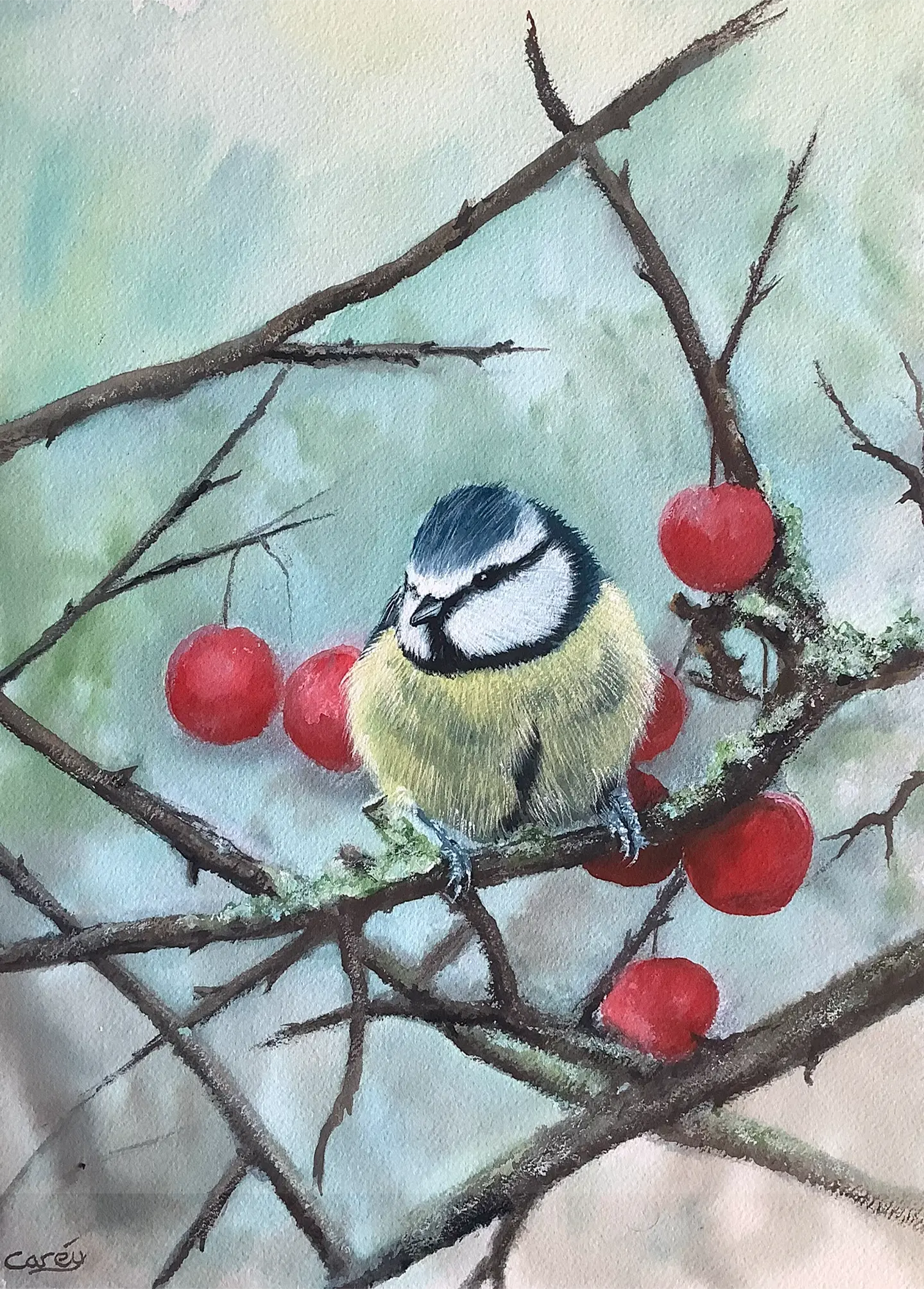 Eurasian Blue tit Perched in a Cherry Tree